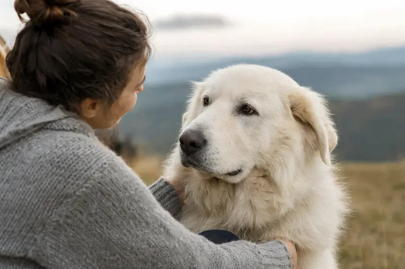 Emotionale Nahaufnahme eines vertrauensvollen Akbash Hundes im weichen Licht.
